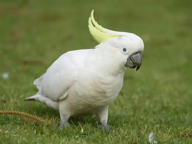 Sulphur-crested-Cockatoo-1