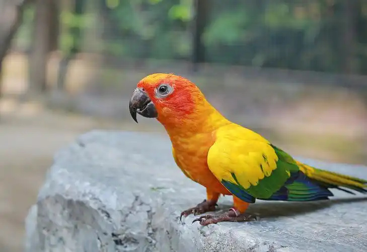 Conure