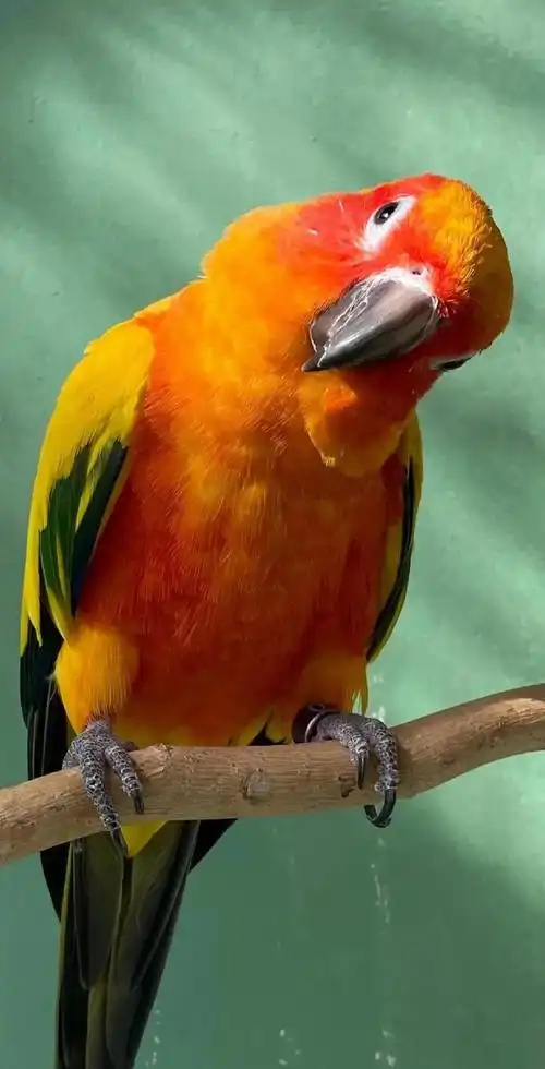 Conure