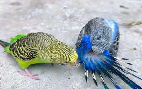 Teach Your Parakeet To Talk
