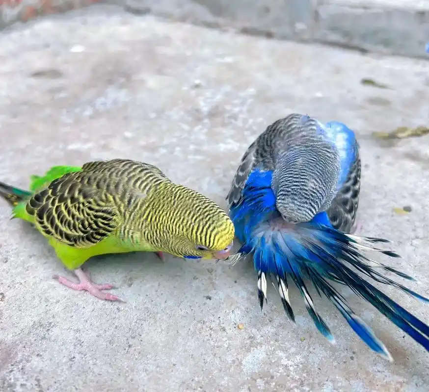 Teach-Your-Parakeet-To-Talk