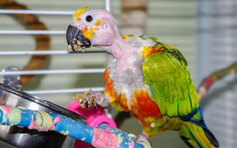 Parrot Feather Problems: Causes, Symptoms, and Solutions