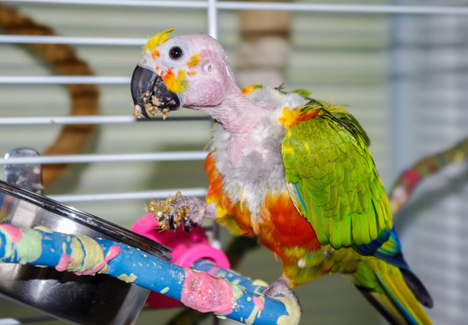 This-Jenday-Conure-is-suffering-feather-loss