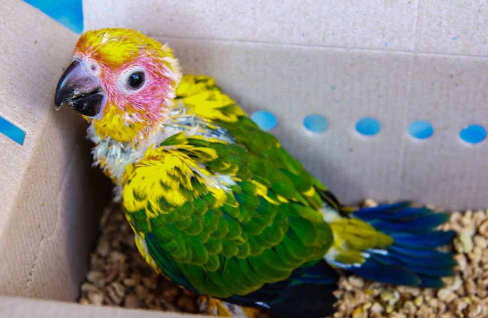 This-Sun-Conure-chick-is-growing-its-first-set-of-feathers