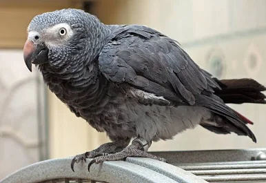 Timneh-African-Grey-3