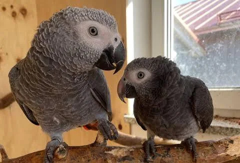 Timneh-African-Grey-2