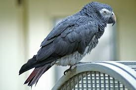 Timneh-African-Grey