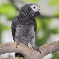 Timneh-African-Grey