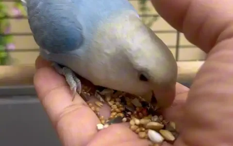 Tips for Training Parrots