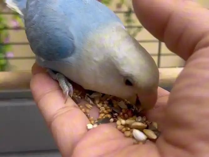 Tips-for-Training-Parrots