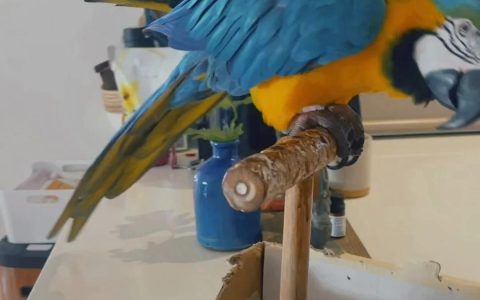 Toilet Training a Parrot
