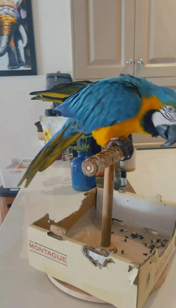 Toilet-Training-a-Parrot