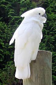 Umbrella-Cockatoo
