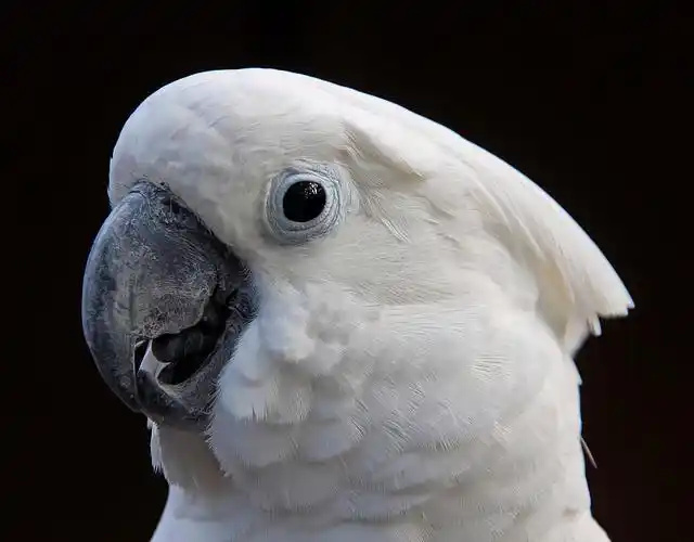 Umbrella-Cockatoo-3