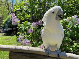 Umbrella Cockatoo