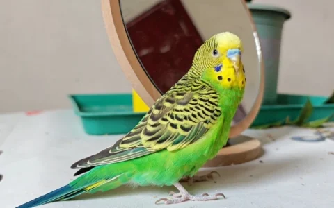 What Do Parrots Do When They Are Angry? A Breeder’s Behavioral Breakdown