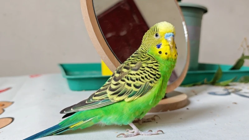 What Do Parrots Do When They Are Angry? A Breeder’s Behavioral Breakdown