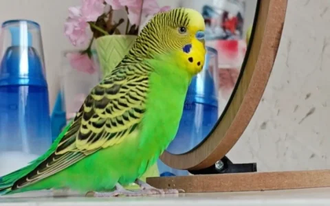 What Words Should I Teach My Parrot? A Breeder’s Strategic Approach