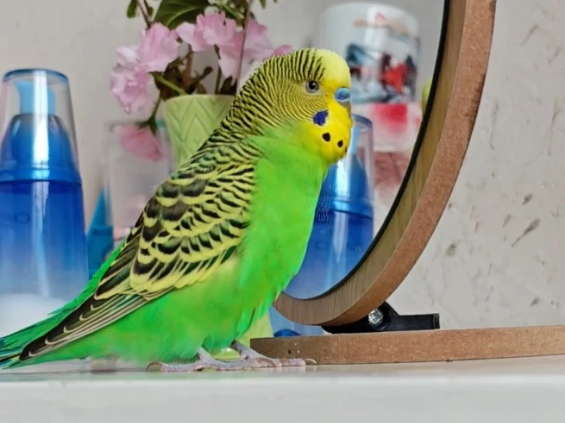 What-Words-Should-Teach-My-Parrot