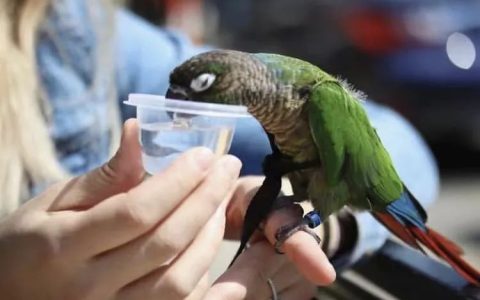 What can parrots not drink?