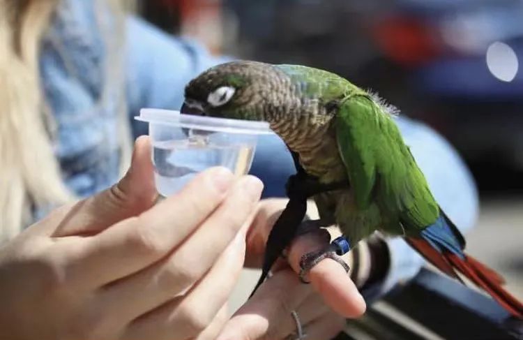 What can parrots not drink?