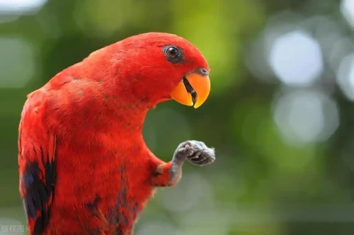 What is the easiest word for a parrot to say?