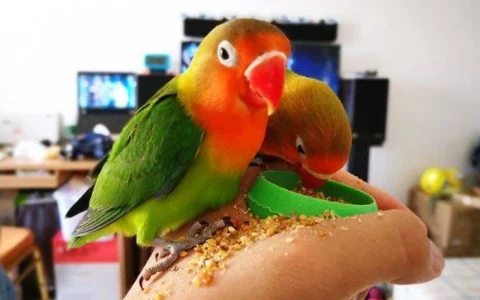 What to Do If Your Parrot Is Bored or Destructive