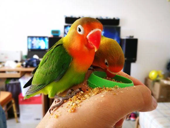 What to Do If Your Parrot Is Bored or Destructive