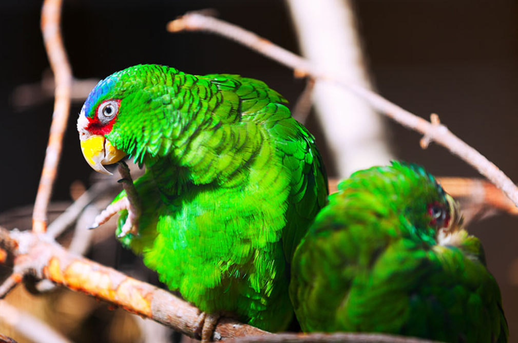 White-fronted-Amazons-sorting-out-feather-issues