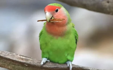 Why Is My Parrot Screaming and How to Calm It?