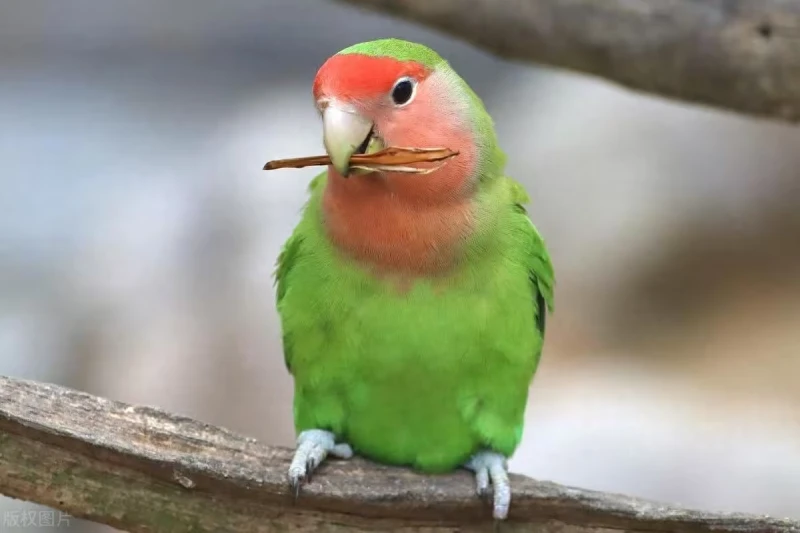 Why Is My Parrot Screaming and How to Calm It?