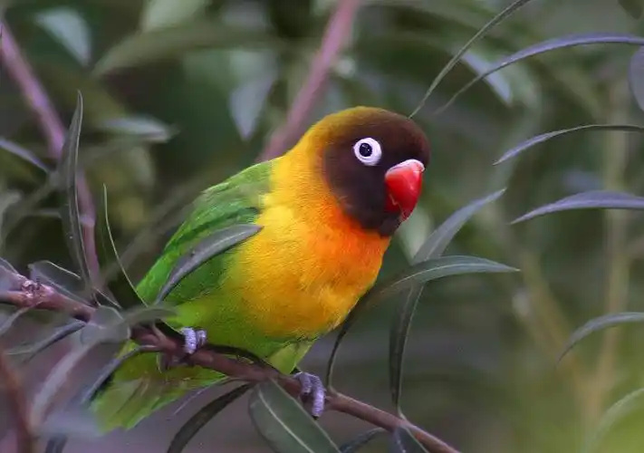Yellow-collared lovebird-3
