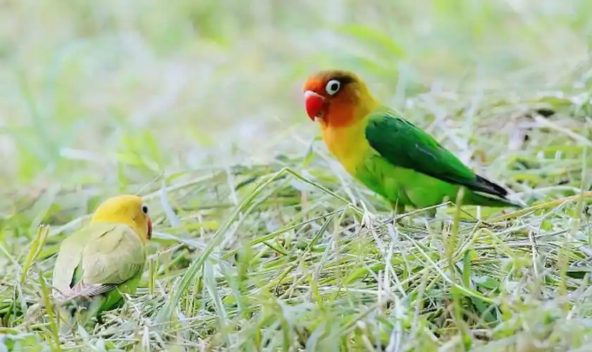 Yellow-collared lovebird-2