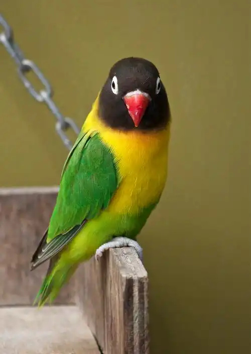 Yellow-collared lovebird
