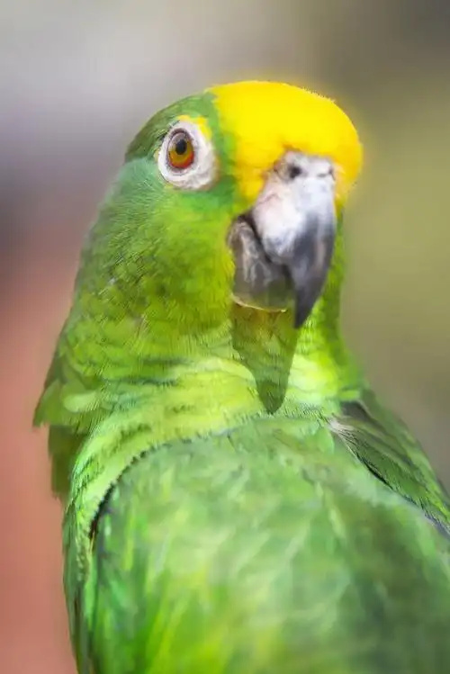 Yellow-naped-Amazon