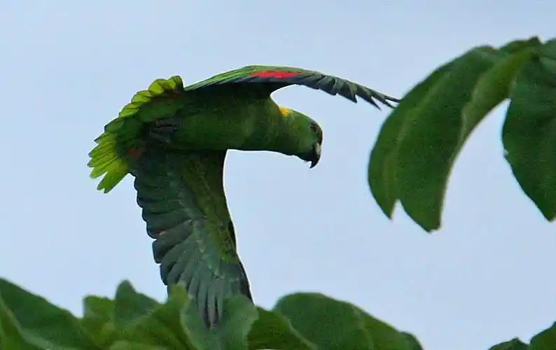 Yellow-naped-Amazon-2