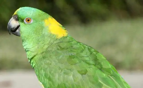 Yellow-naped-Amazon-1