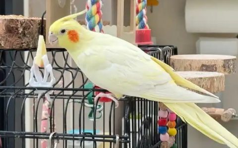 The Top 3 Singing Pet Birds