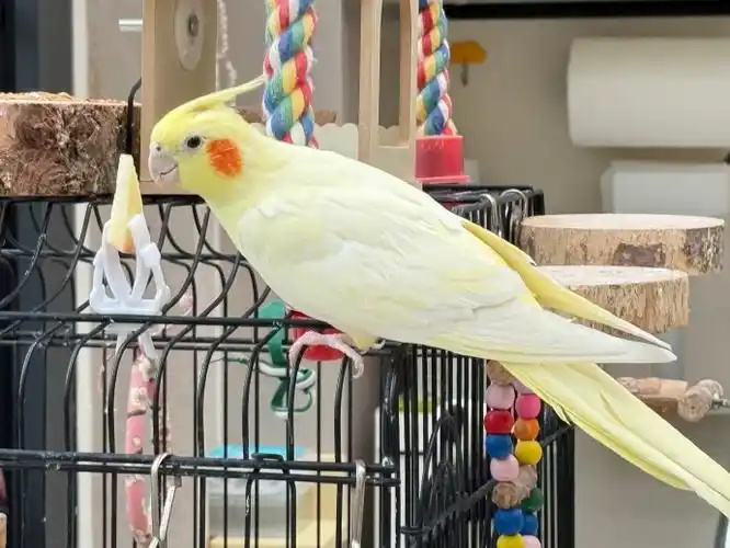 cockatiel