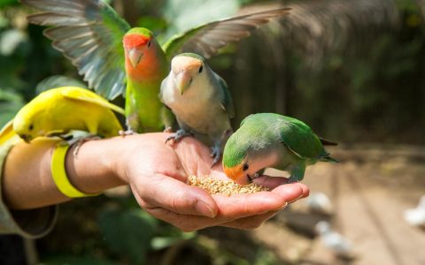 Parrot Foraging Training Guide