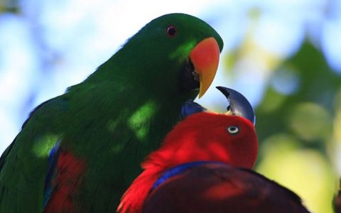 How can you tell when your parrot is feeling unwell?