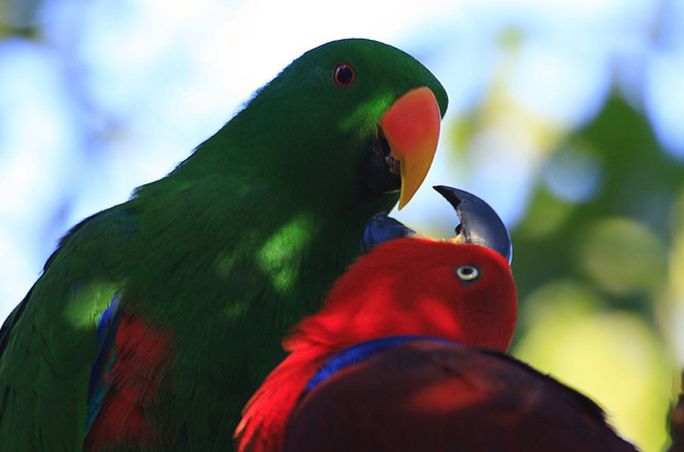 How can you tell when your parrot is feeling unwell?