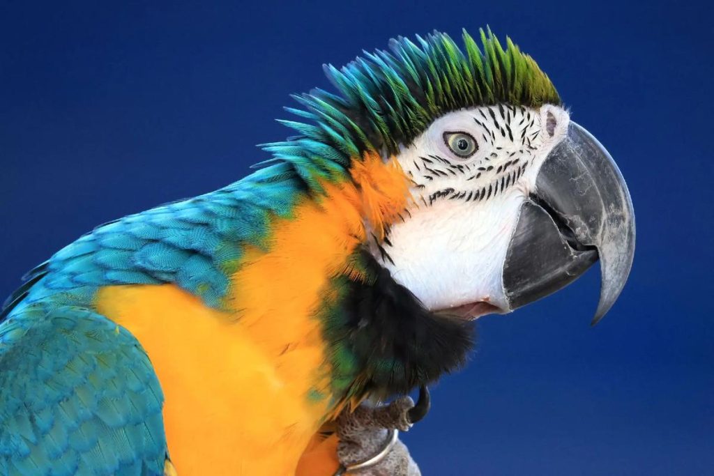 How to Teach a Parrot to Talk