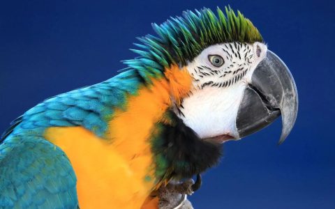 How to Teach a Parrot to Talk