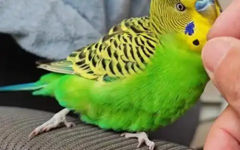 Parrot Trick Training Made Easy: Waving, Fetching, Dancing & More