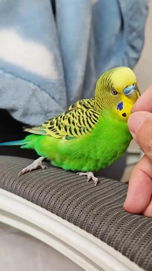 Parrot Trick Training Made Easy: Waving, Fetching, Dancing & More