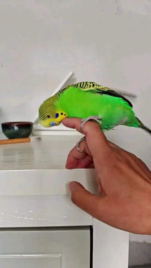 Parrot Trick Training Made Easy: Waving, Fetching, Dancing & More