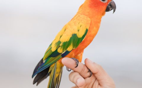 How to Train Your Pet Parrot: Tips and Tricks