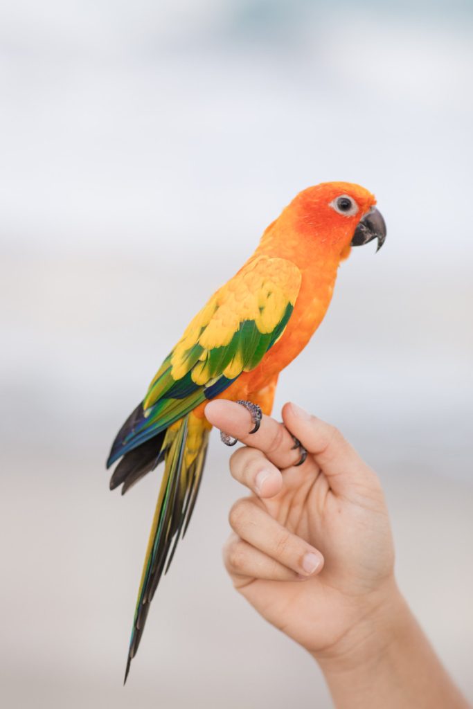 How to Train Your Pet Parrot: Tips and Tricks