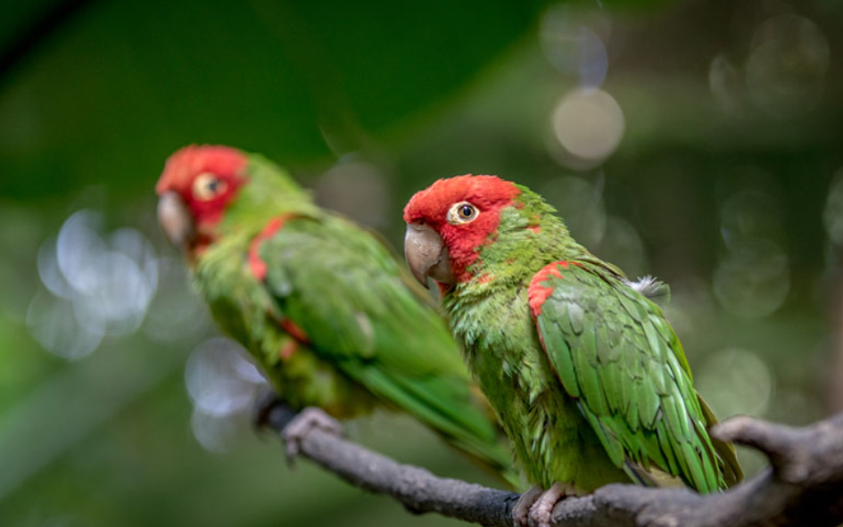 Birds-like-these-wild-Meyer's-Parrots,-can-be-carriers-of-Parrot-Disease